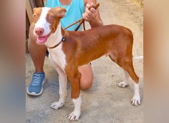 Amigo - Podenco Andaluz Rüde - neugierig, agil, lernwillig