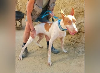 Aravis - Podenco Andaluz Hündin - freundlich, neugierig, lernwillig