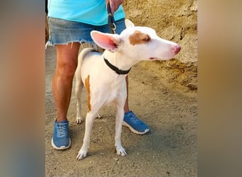 Dingo - Podenco Andaluz Rüde - neugierg, zutraulich, aktiv