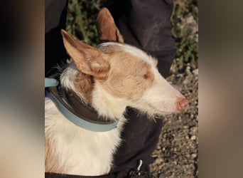 Happy - verschmust, lernwillig und neugierig