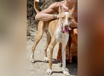 Rood - jung, neugierig und aufgeschlossen