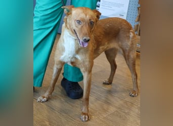 Coral, lernt schnell, verschmust und Familiengeeignet