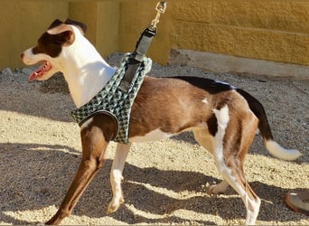 Nutello  freundlich, lässt sich gerne anfassen und aufmerksam