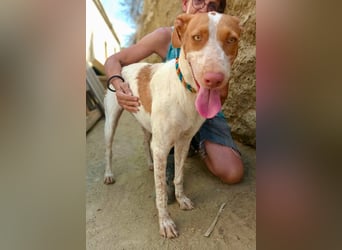 Hesperia, Podenco-Mix - neugierig, verschmust, Familien geeignet