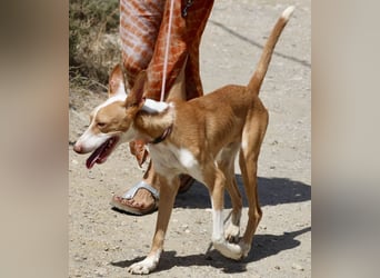 Rood - freundlich, aufgeschlossen und neugierig