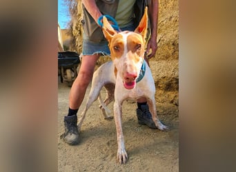 Aravis - Podenco Andaluz Hündin - freundlich, neugierig, lernwillig