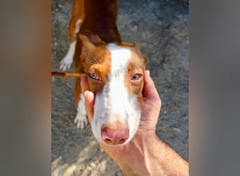 Amigo - Podenco Andaluz Rüde - neugierig, agil, lernwillig