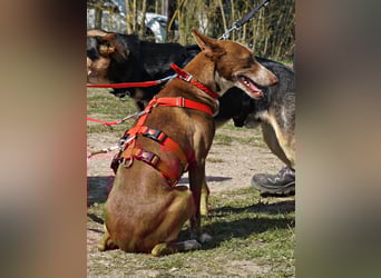 Roqui - loyal, freundlich und lernwillig / BEREITS IN DEUTSCHLAND