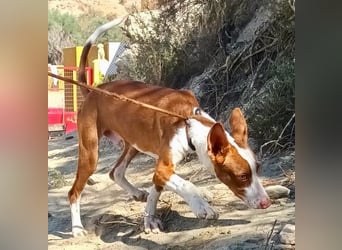 Amigo - Podenco Andaluz Rüde - neugierig, agil, lernwillig