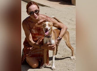 Rood - freundlich, aufgeschlossen und neugierig