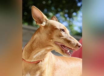 Florinda, freundlich, verspielt, neugierig, bereits in Deutschland