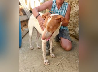 Hesperia, Podenco-Mix - neugierig, verschmust, Familien geeignet