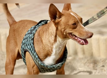 Willie - verschmust, freundlich und neugierig