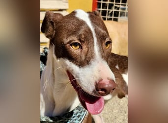 Nutello  freundlich, lässt sich gerne anfassen und aufmerksam