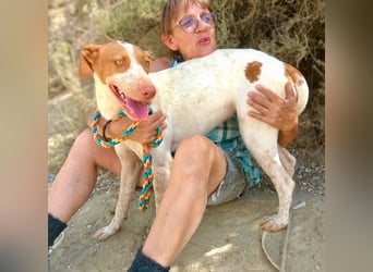 Hesperia, Podenco-Mix - neugierig, verschmust, Familien geeignet