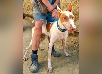 Aravis - Podenco Andaluz Hündin - freundlich, neugierig, lernwillig
