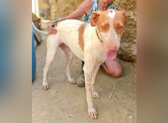 Hesperia, Podenco-Mix - neugierig, verschmust, Familien geeignet