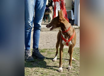 Roqui - aufgeschlossen, klug und freundlich / Bereits in Deutschland