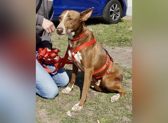 Roqui - loyal, freundlich und lernwillig / BEREITS IN DEUTSCHLAND