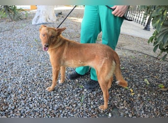 Coral, lernt schnell, verschmust und Familiengeeignet