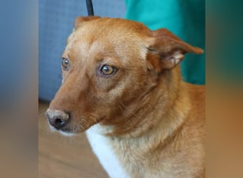 Coral, lernt schnell, verschmust und Familiengeeignet