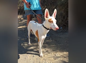 Dingo - Podenco Andaluz Rüde - neugierg, zutraulich, aktiv
