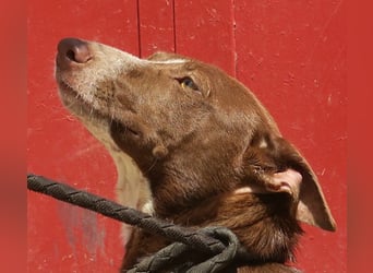 Roqui - loyal, freundlich und lernwillig / BEREITS IN DEUTSCHLAND