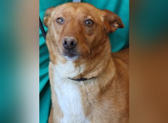 Coral, lernt schnell, verschmust und Familiengeeignet