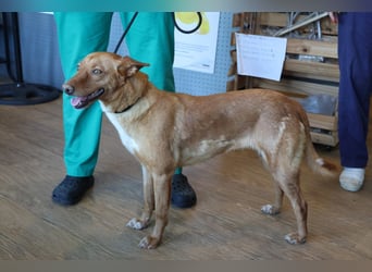 Coral, lernt schnell, verschmust und Familiengeeignet