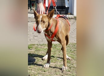 Roqui - loyal, freundlich und lernwillig / BEREITS IN DEUTSCHLAND