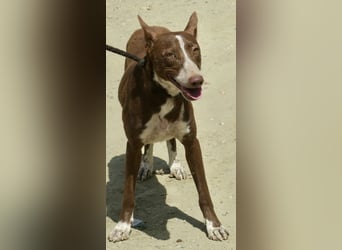 Roqui - loyal, freundlich und lernwillig / BEREITS IN DEUTSCHLAND