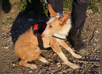 Happy - verschmust, lernwillig und neugierig