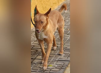 Coral, lernt schnell, verschmust und Familiengeeignet