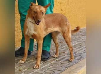 Coral, lernt schnell, verschmust und Familiengeeignet