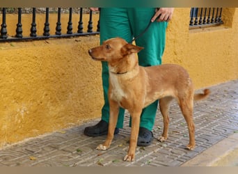 Coral, lernt schnell, verschmust und Familiengeeignet