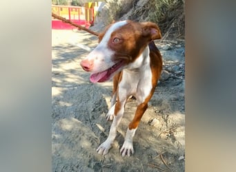 Amigo - Podenco Andaluz Rüde - neugierig, agil, lernwillig