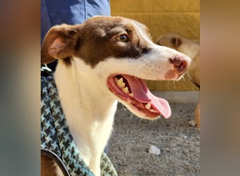 Nutello  freundlich, lässt sich gerne anfassen und aufmerksam