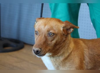 Coral, lernt schnell, verschmust und Familiengeeignet