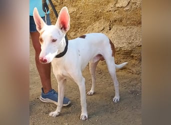 Dingo - Podenco Andaluz Rüde - neugierg, zutraulich, aktiv