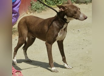 Roqui - loyal, freundlich und lernwillig / BEREITS IN DEUTSCHLAND