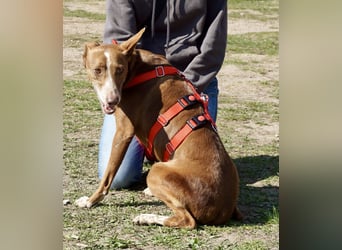 Roqui - loyal, freundlich und lernwillig / BEREITS IN DEUTSCHLAND