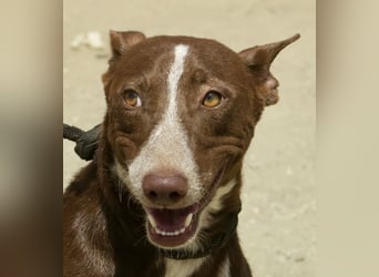 Roqui - loyal, freundlich und lernwillig / BEREITS IN DEUTSCHLAND