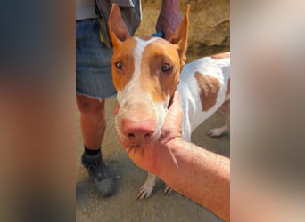 Aravis - Podenco Andaluz Hündin - freundlich, neugierig, lernwillig