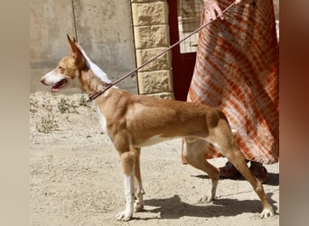 Rood - jung, neugierig und aufgeschlossen