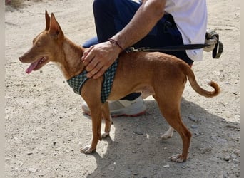 Willie - verschmust, leinenführig und freundlich