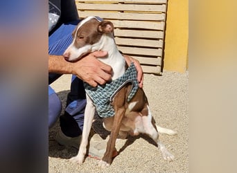 Nutello  freundlich, lässt sich gerne anfassen und aufmerksam