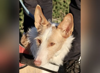 Happy - verschmust, lernwillig und neugierig