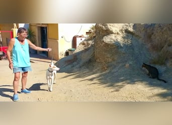 Dingo - Podenco Andaluz Rüde - neugierg, zutraulich, aktiv