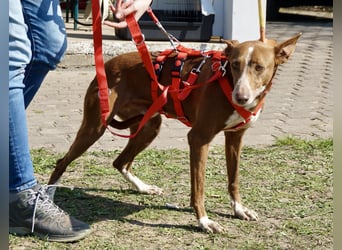 Roqui - loyal, freundlich und lernwillig / BEREITS IN DEUTSCHLAND