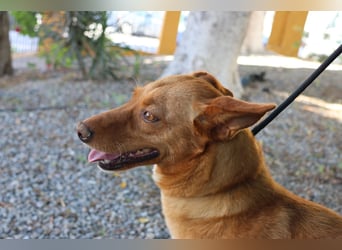 Coral, lernt schnell, verschmust und Familiengeeignet